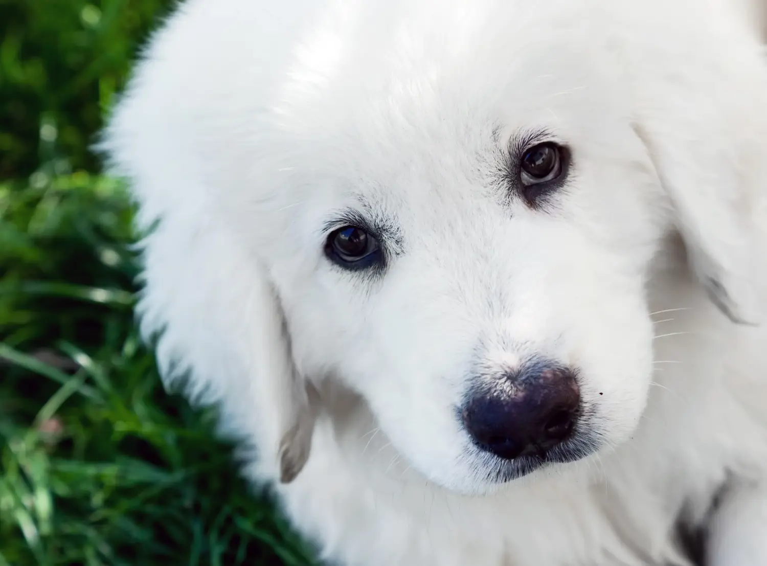 Cumpărarea unui cățeluș câine ciobănesc Tatra înseamnă asumarea responsabilității! Cumpărați căței Tatra Sheepdog.