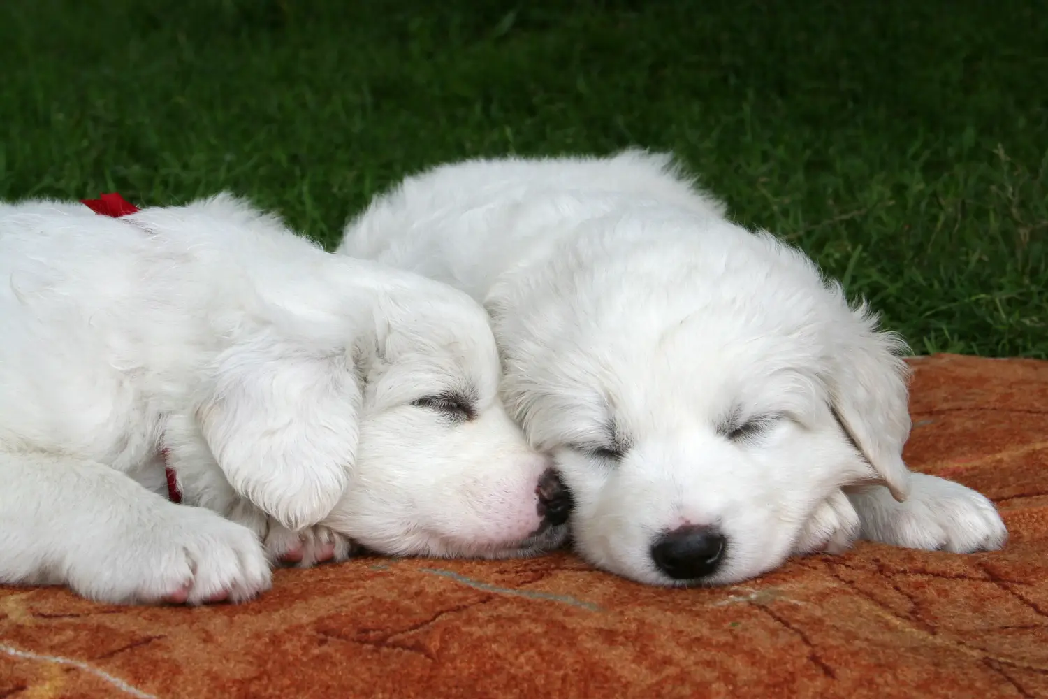Cumpărarea unui cățeluș câine ciobănesc Tatra înseamnă asumarea responsabilității! Cumpărați căței Tatra Sheepdog.