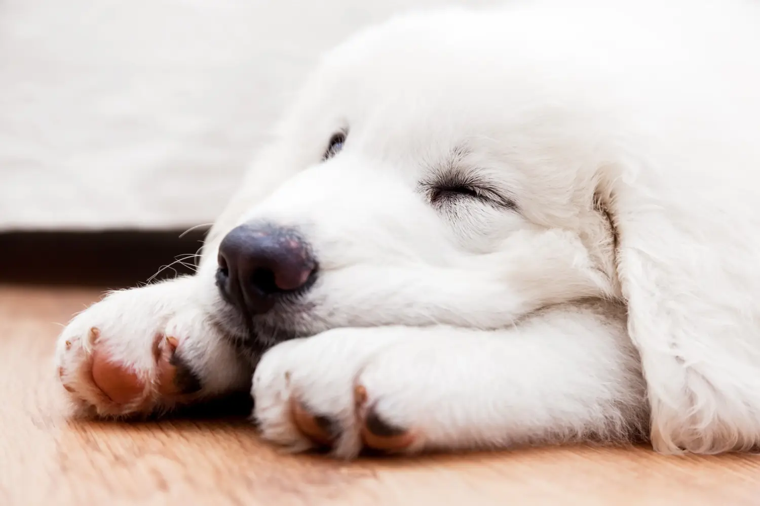 Cumpărarea unui cățeluș câine ciobănesc Tatra înseamnă asumarea responsabilității! Cumpărați căței Tatra Sheepdog.