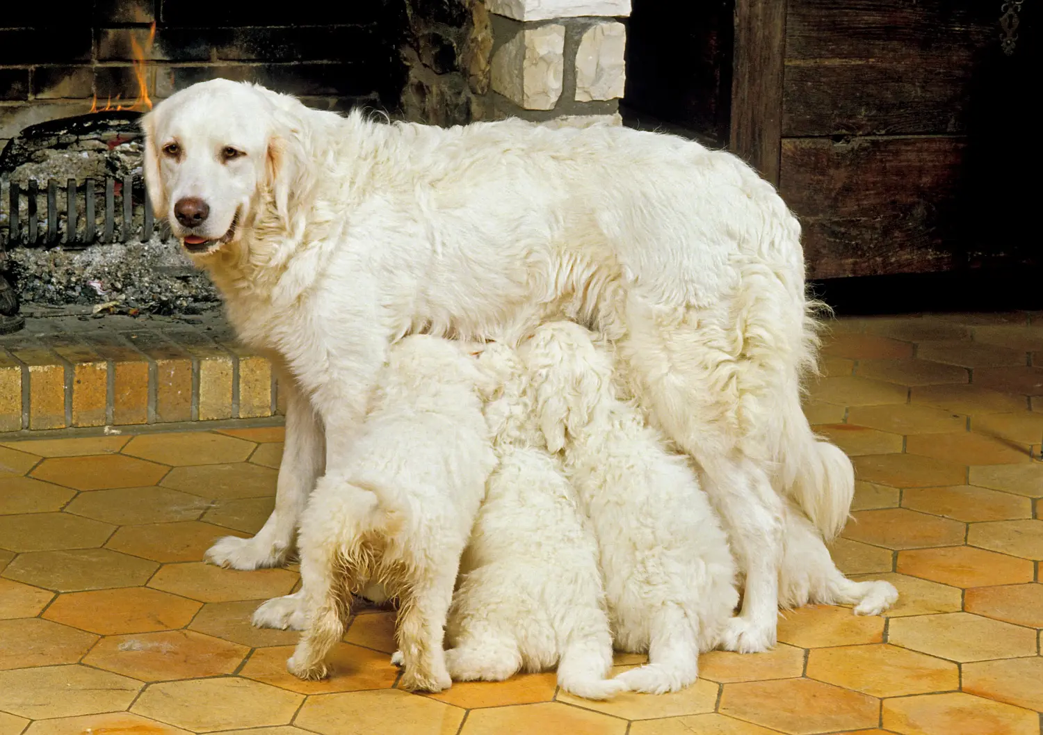 Cumpărarea unui cățeluș câine ciobănesc Tatra înseamnă asumarea responsabilității! Cumpărați căței Tatra Sheepdog.