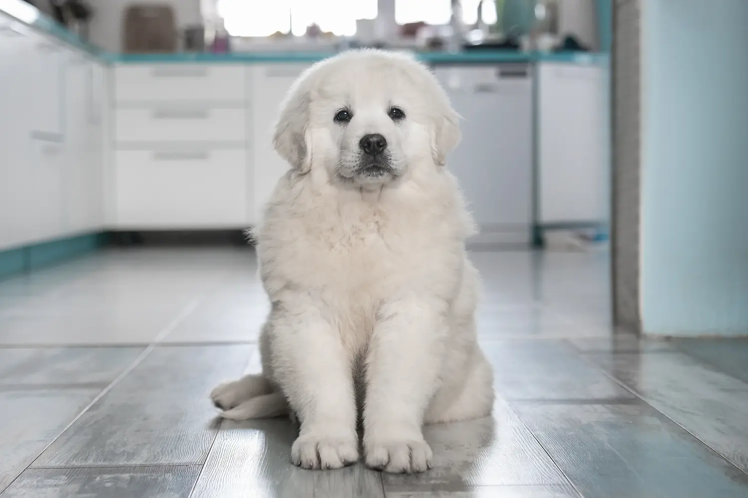 Cumpărarea unui cățeluș câine ciobănesc Tatra înseamnă asumarea responsabilității! Cumpărați căței Tatra Sheepdog.