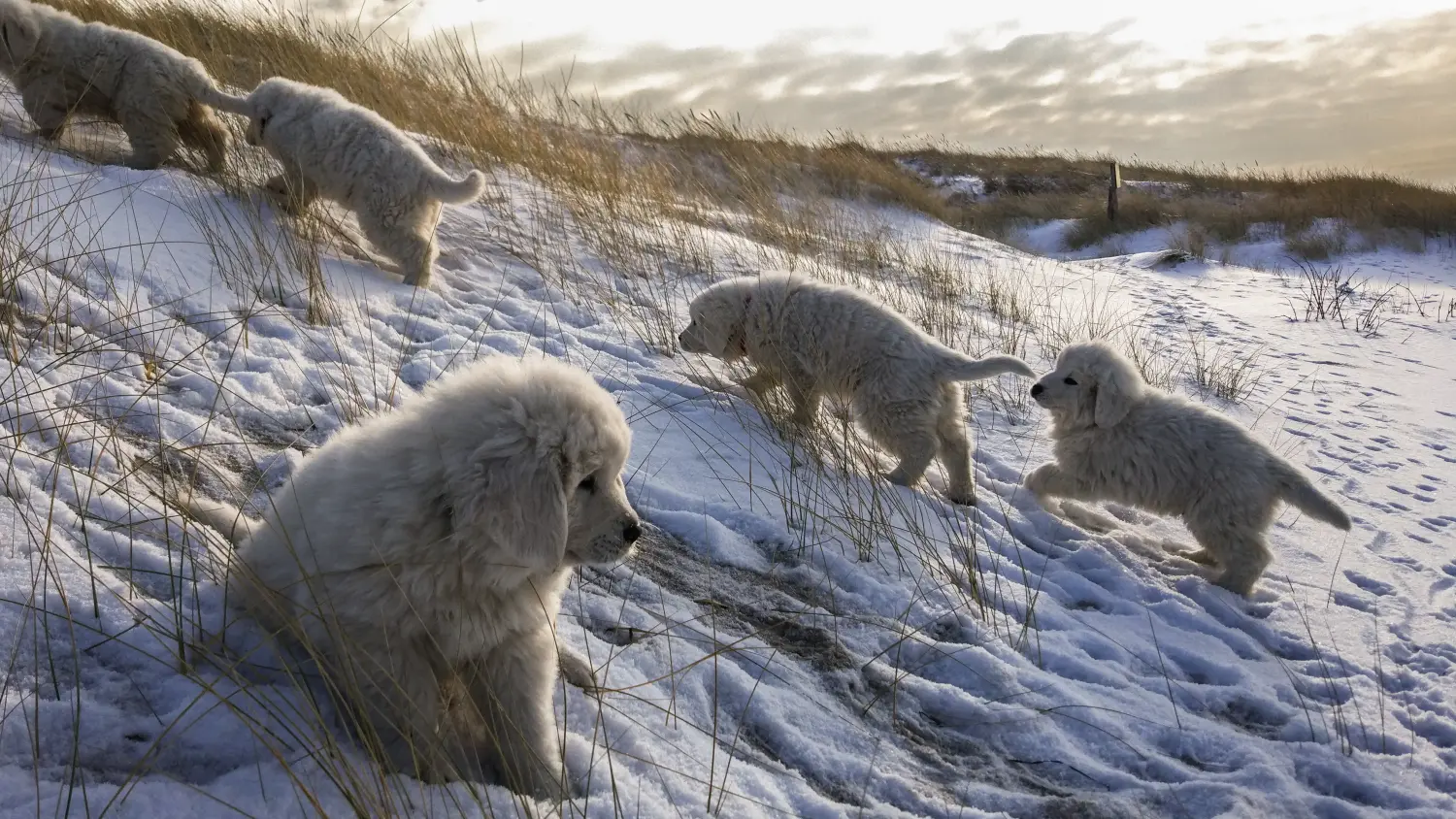 Cumpărarea unui cățeluș câine ciobănesc Tatra înseamnă asumarea responsabilității! Cumpărați căței Tatra Sheepdog.