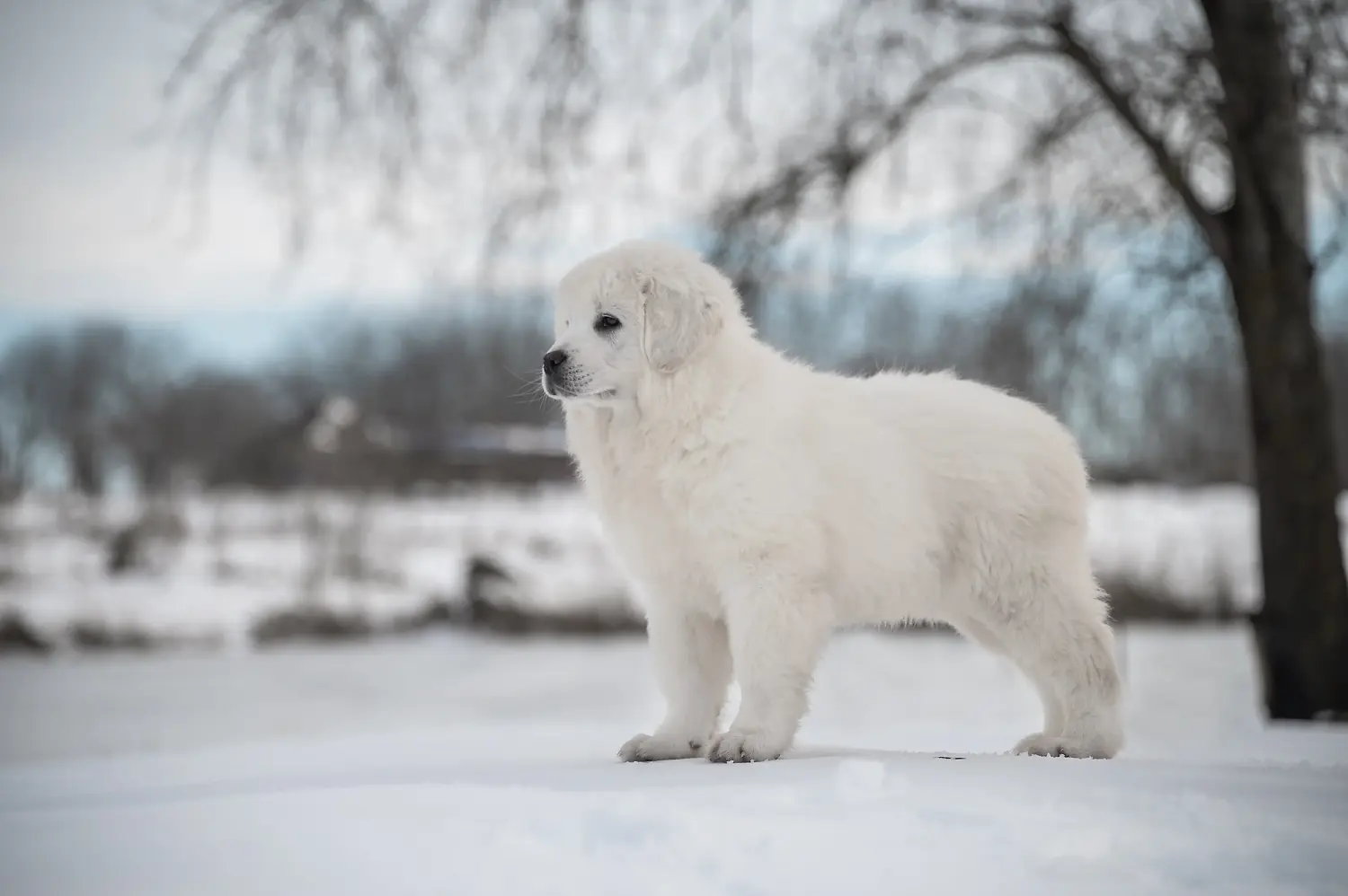 Cumpărarea unui cățeluș câine ciobănesc Tatra înseamnă asumarea responsabilității! Cumpărați căței Tatra Sheepdog.