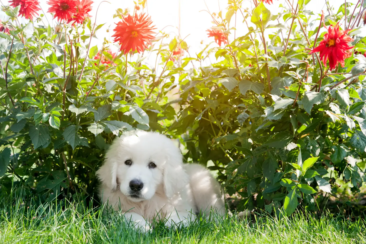 Cumpărarea unui cățeluș câine ciobănesc Tatra înseamnă asumarea responsabilității! Cumpărați căței Tatra Sheepdog.