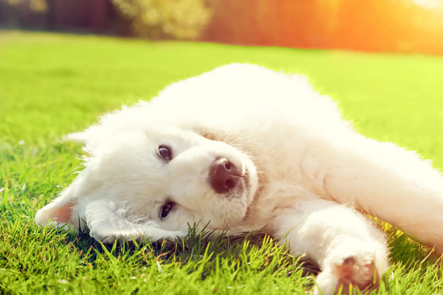 Cumpărarea unui cățeluș câine ciobănesc Tatra înseamnă asumarea responsabilității! Cumpărați căței Tatra Sheepdog.