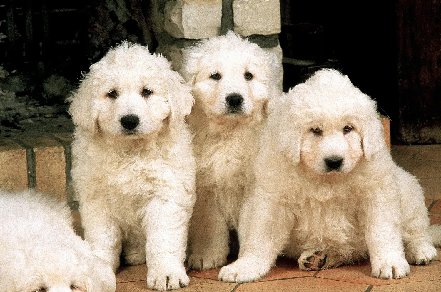 Cumpărarea unui cățeluș câine ciobănesc Tatra înseamnă asumarea responsabilității! Cumpărați căței Tatra Sheepdog.