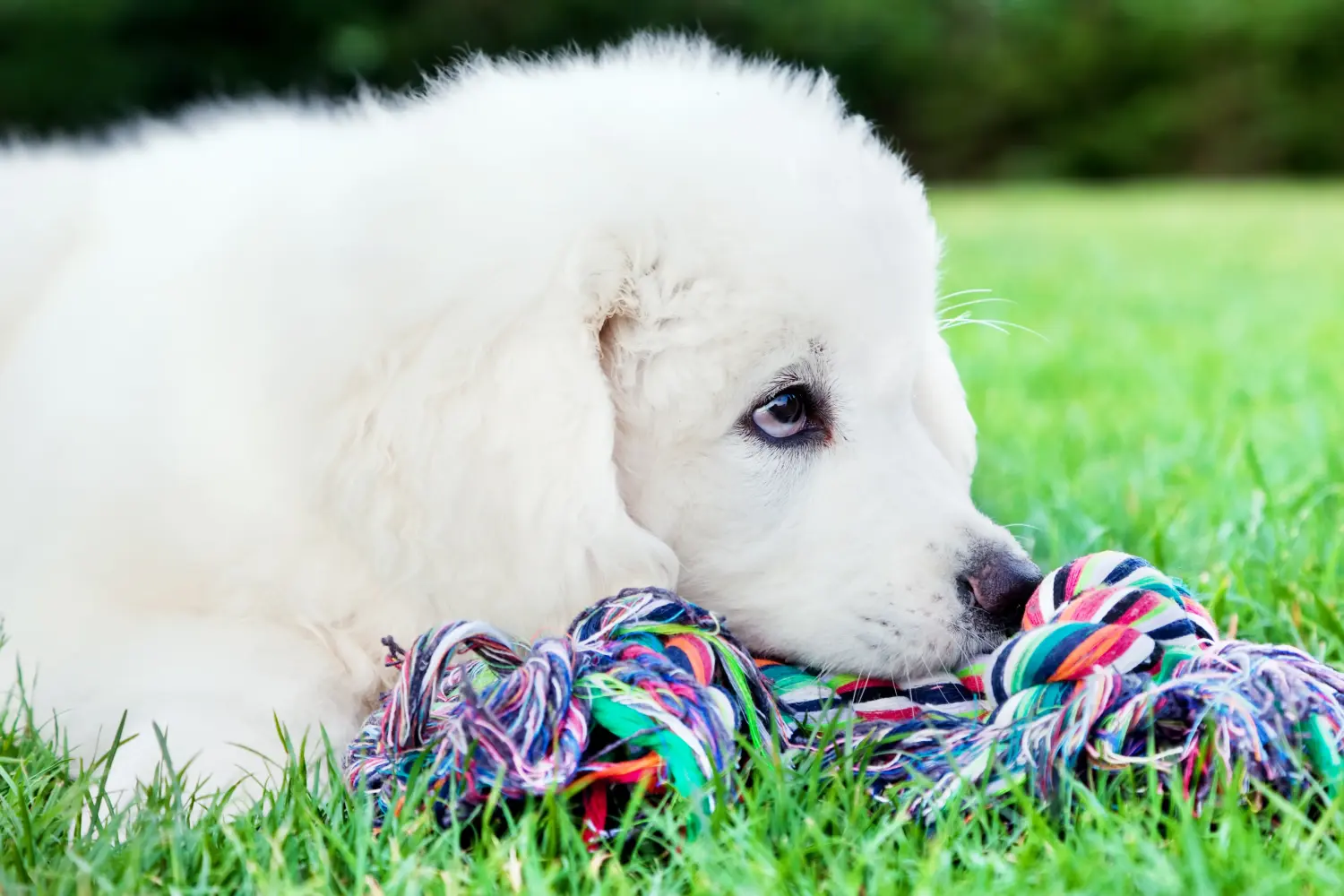Cumpărarea unui cățeluș câine ciobănesc Tatra înseamnă asumarea responsabilității! Cumpărați căței Tatra Sheepdog.