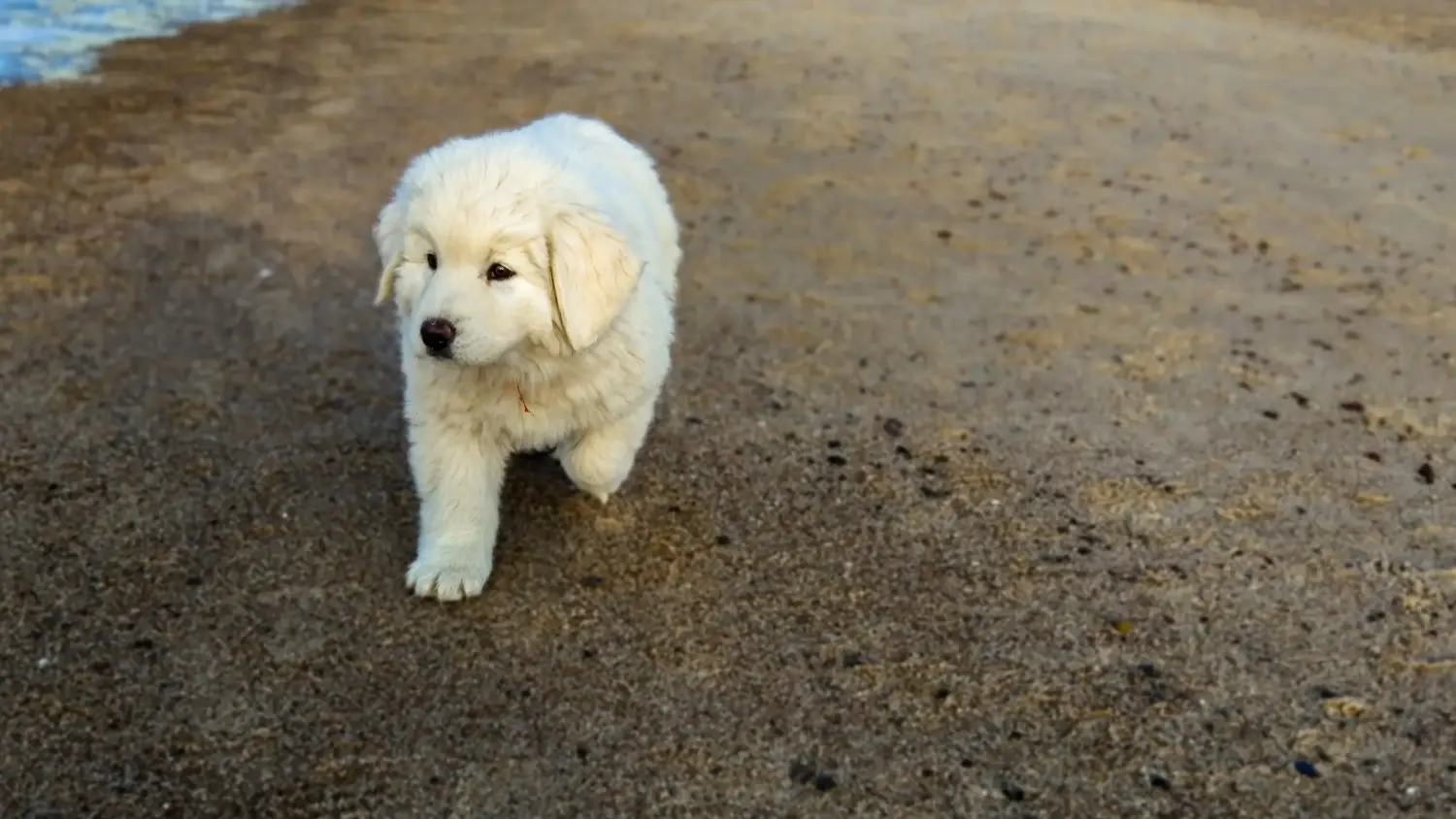 Cumpărarea unui cățeluș câine ciobănesc Tatra înseamnă asumarea responsabilității! Cumpărați căței Tatra Sheepdog.