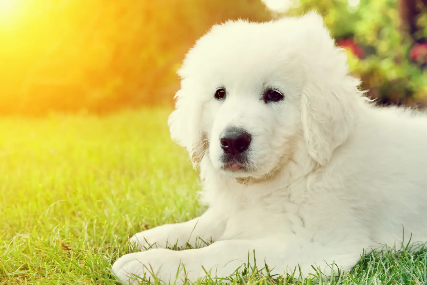 Cumpărarea unui cățeluș câine ciobănesc Tatra înseamnă asumarea responsabilității! Cumpărați căței Tatra Sheepdog.