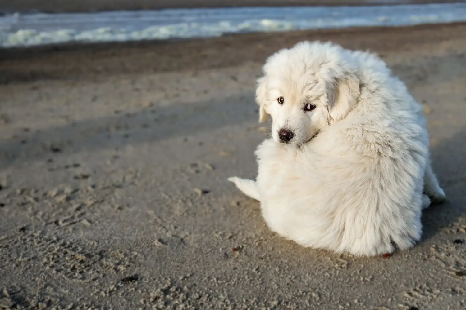 Cumpărarea unui cățeluș câine ciobănesc Tatra înseamnă asumarea responsabilității! Cumpărați căței Tatra Sheepdog.
