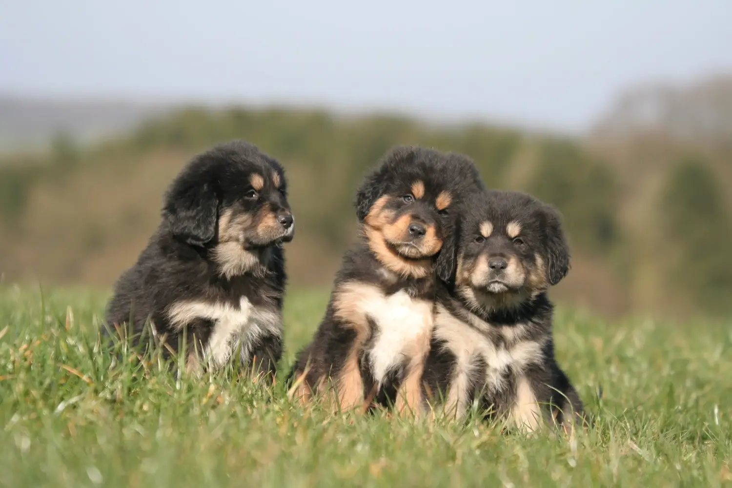 Cumpărarea unui cățel Mastiff Tibetan înseamnă asumarea responsabilității! Cumpărați cățeluși Mastiff tibetan.
