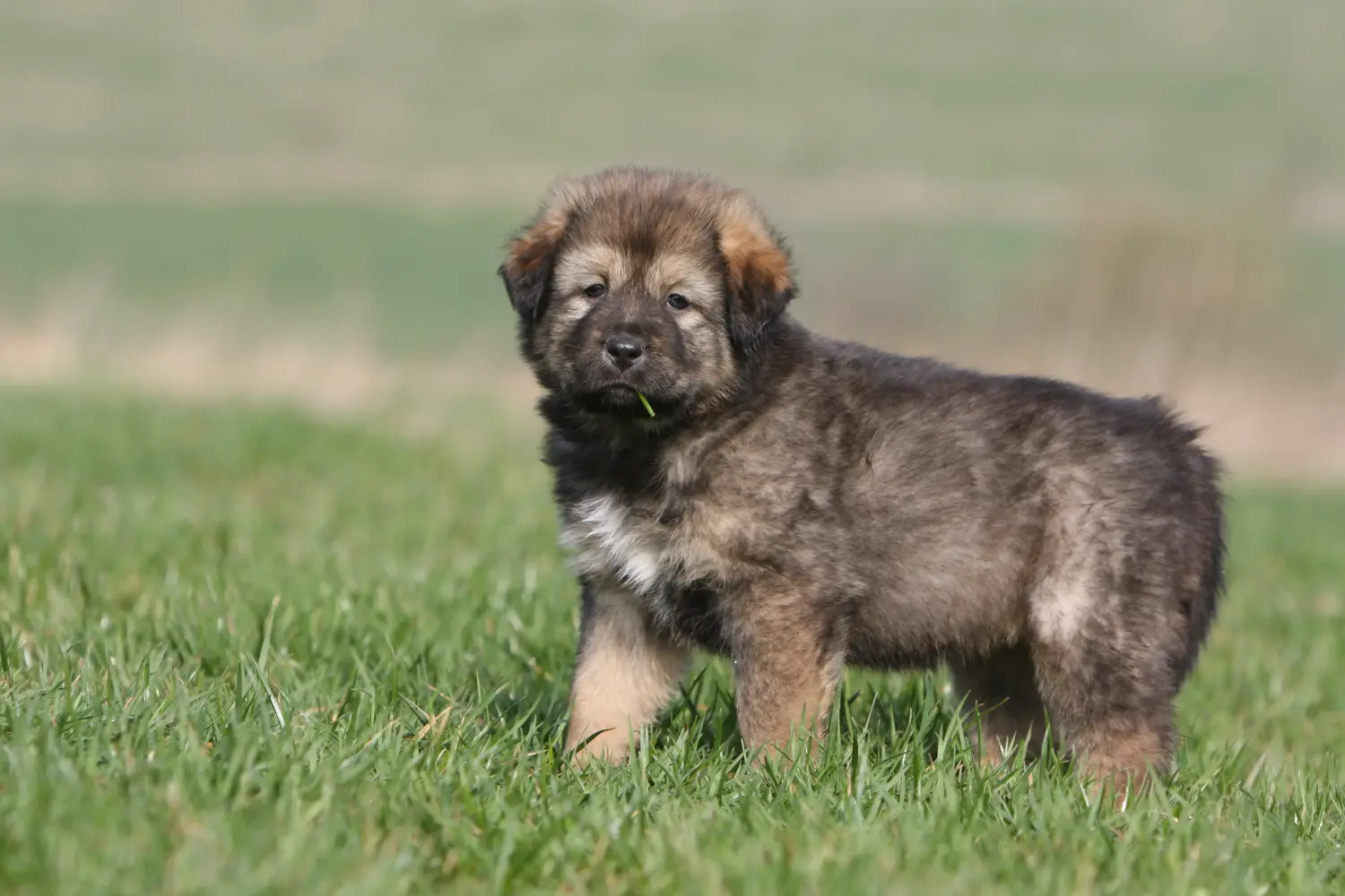 Cumpărarea unui cățel Mastiff Tibetan înseamnă asumarea responsabilității! Cumpărați cățeluși Mastiff tibetan.