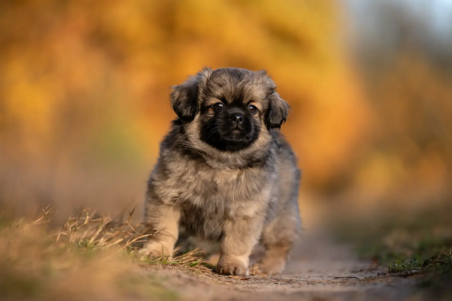 Cumpărarea unui cățel spaniel tibetan înseamnă asumarea responsabilității! Cumpărați cățeluși spaniel tibetan.