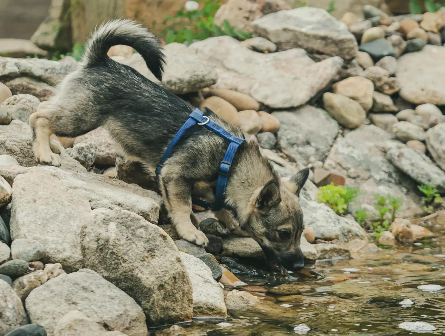 Cumpărarea unui cățeluș Västgötaspets înseamnă asumarea responsabilității! Cumpărați cățeluși Västgötaspets.