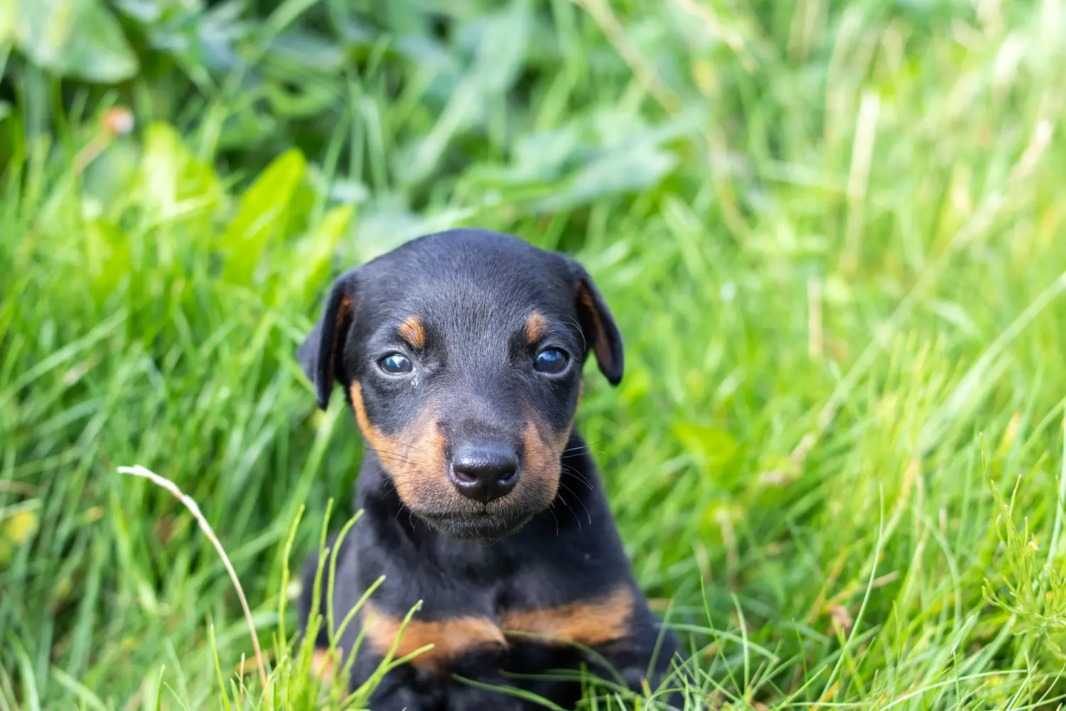 Cumpărarea unui cățeluș Terrier german de vânătoare înseamnă asumarea responsabilității! Cumpărați pui de Terrier german de vânătoare.