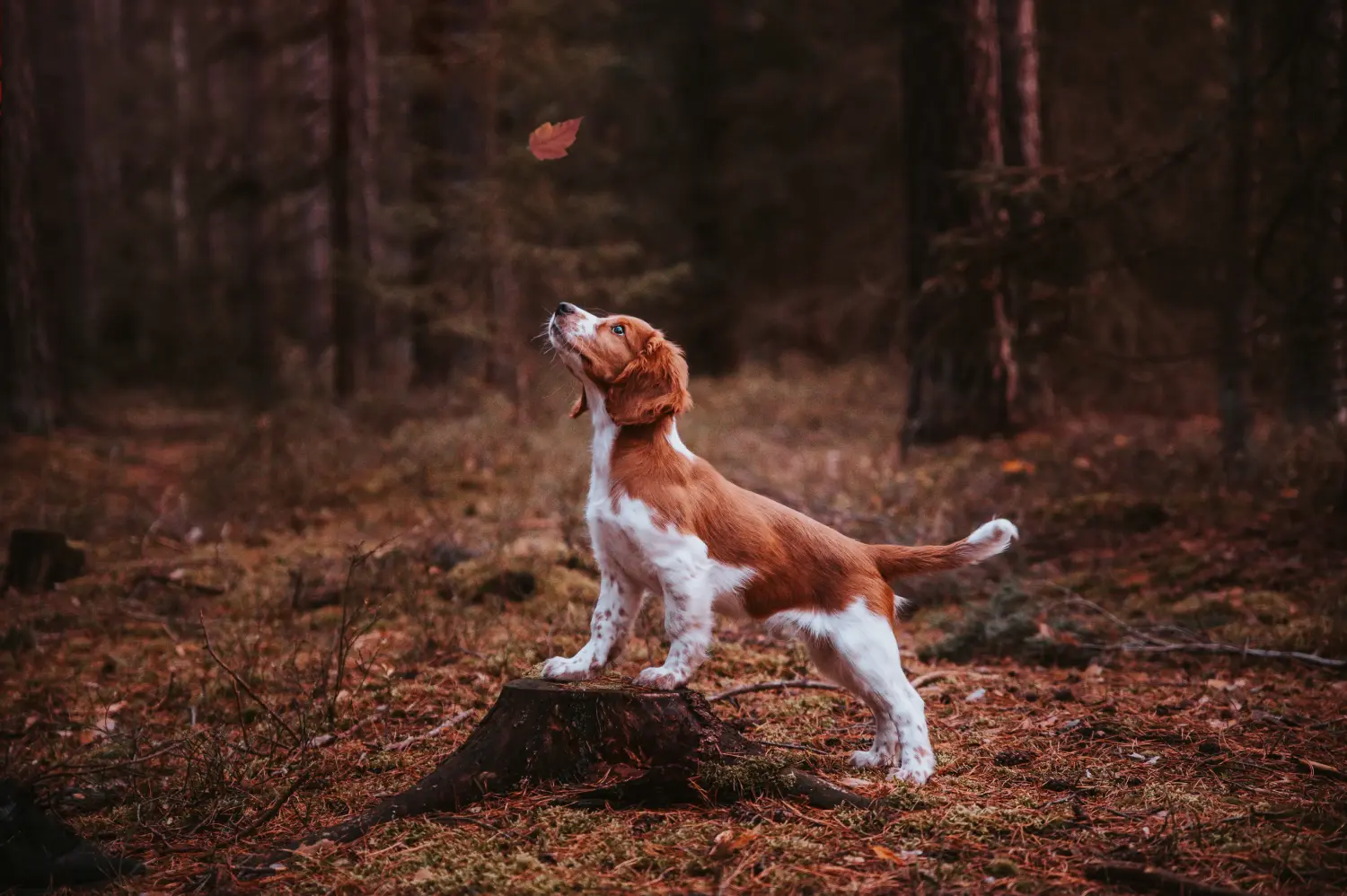 Cumpărarea unui cățeluș Welsh Springer Spaniel înseamnă asumarea responsabilității! Cumpărați căței Welsh Springer Spaniel.