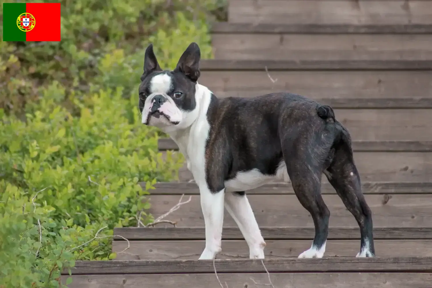Read more about the article Boston Terrier crescători și căței în Portugalia