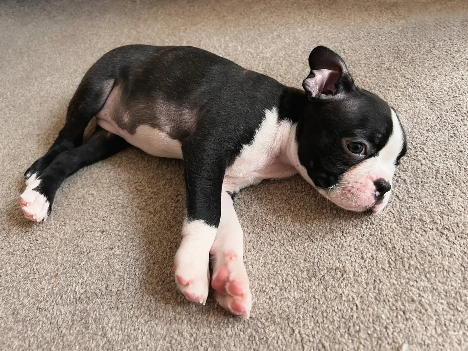 Cumpărarea unui cățel Boston Terrier înseamnă asumarea responsabilității! Cumpărați cățeluși Boston Terrier.