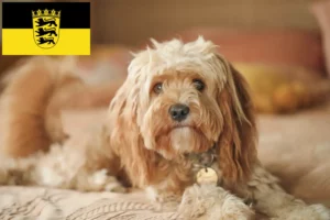 Read more about the article Crescători de Cavoodle și căței în Baden-Württemberg