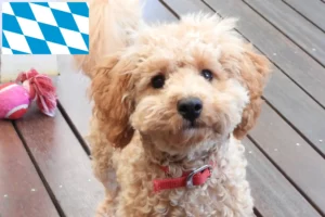 Read more about the article Crescători de Cavoodle și căței în Bavaria