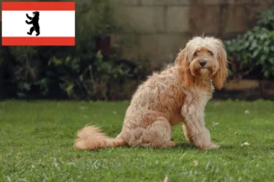 Read more about the article Crescători de Cavoodle și căței în Berlin