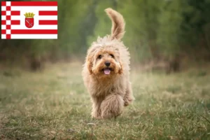 Read more about the article Crescători de Cavoodle și căței în Bremen