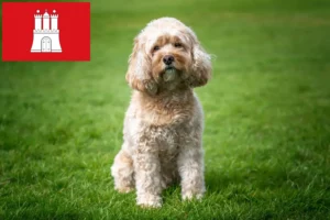 Read more about the article Crescători de Cavoodle și căței în Hamburg