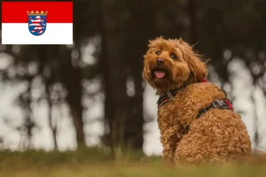 Read more about the article Crescători de Cavoodle și căței în Hessen
