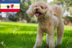 Read more about the article Crescători de Cavoodle și căței în Mecklenburg-Vorpommern