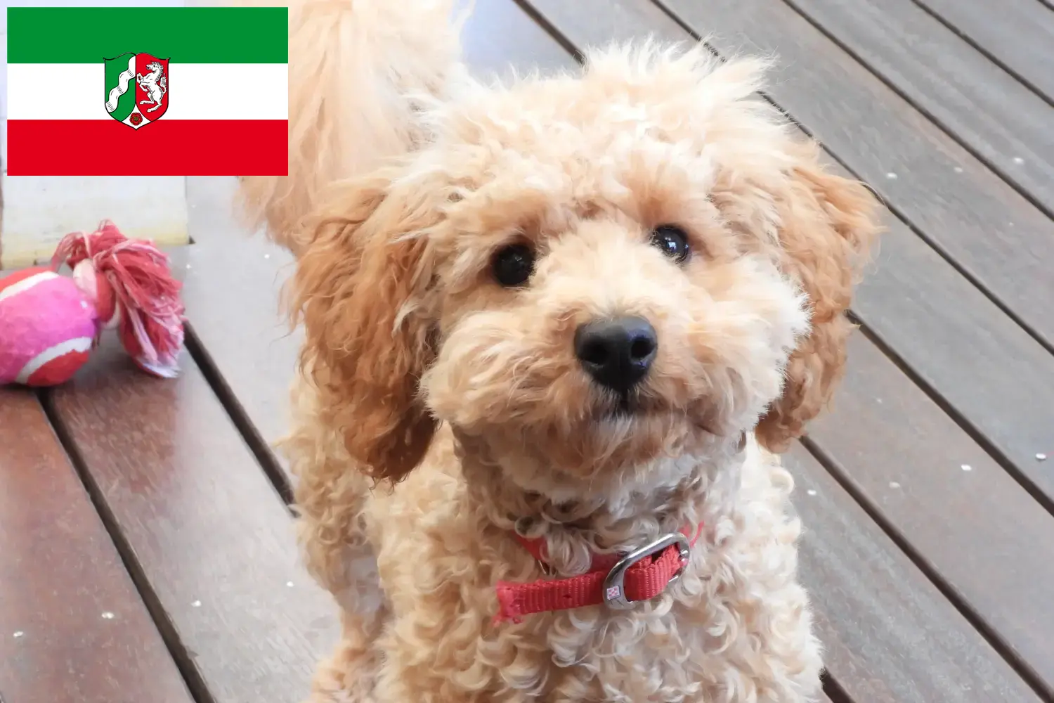 Read more about the article Crescători de Cavoodle și căței în Renania de Nord-Westfalia