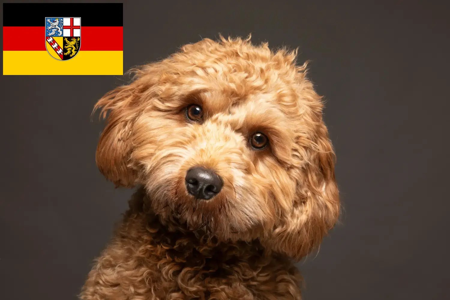 Read more about the article Crescători de Cavoodle și căței în Saarland