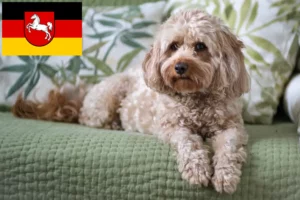 Read more about the article Crescători de Cavoodle și căței în Saxonia Inferioară