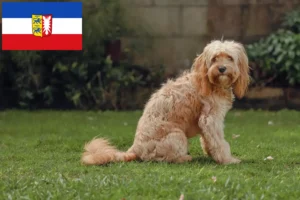 Read more about the article Crescători de Cavoodle și căței în Schleswig-Holstein