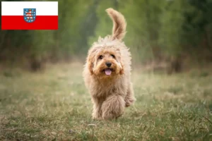Read more about the article Crescători de Cavoodle și căței în Thuringia