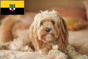 Read more about the article Crescători de Cavoodle și căței în Saxonia-Anhalt