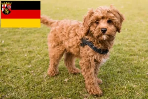 Read more about the article Crescători de Cavoodle și căței în Renania-Palatinat