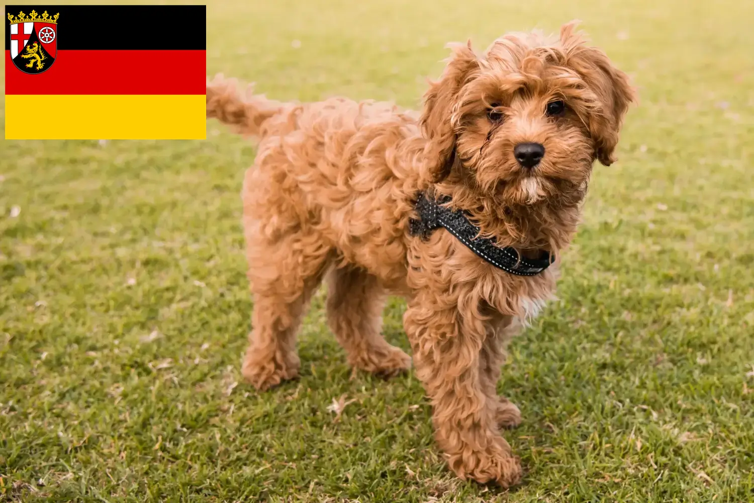 Read more about the article Crescători de Cavoodle și căței în Renania-Palatinat