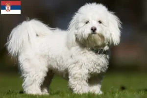 Read more about the article Coton de Tuléar crescători și căței în Serbia