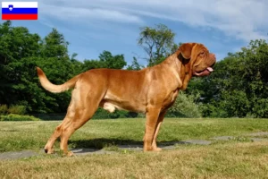 Read more about the article Dogue de Bordeaux crescători și căței în Slovenia