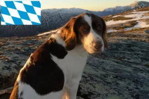 Read more about the article Drentse Patrijshond crescători și căței în Bavaria