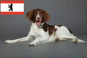 Read more about the article Drentse Patrijshond crescători și căței în Berlin