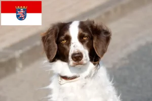 Read more about the article Drentse Patrijshond crescători și căței în Hessen