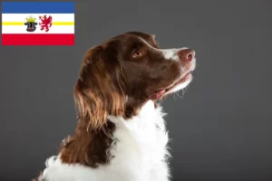 Read more about the article Drentse Patrijshond crescători și căței în Mecklenburg-Vorpommern