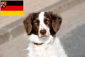 Read more about the article Drentse Patrijshond crescători și căței în Renania-Palatinat