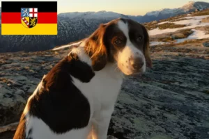 Read more about the article Drentse Patrijshond crescători și căței în Saarland