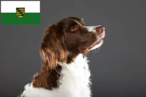 Read more about the article Drentse Patrijshond crescători și căței în Saxonia