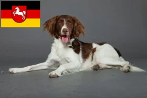 Read more about the article Drentse Patrijshond crescători și căței în Saxonia Inferioară