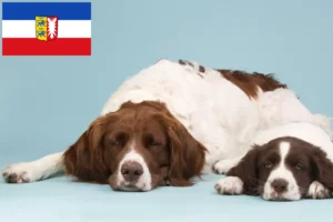 Read more about the article Drentse Patrijshond crescători și căței în Schleswig-Holstein