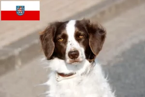 Read more about the article Drentse Patrijshond crescători și căței în Thuringia