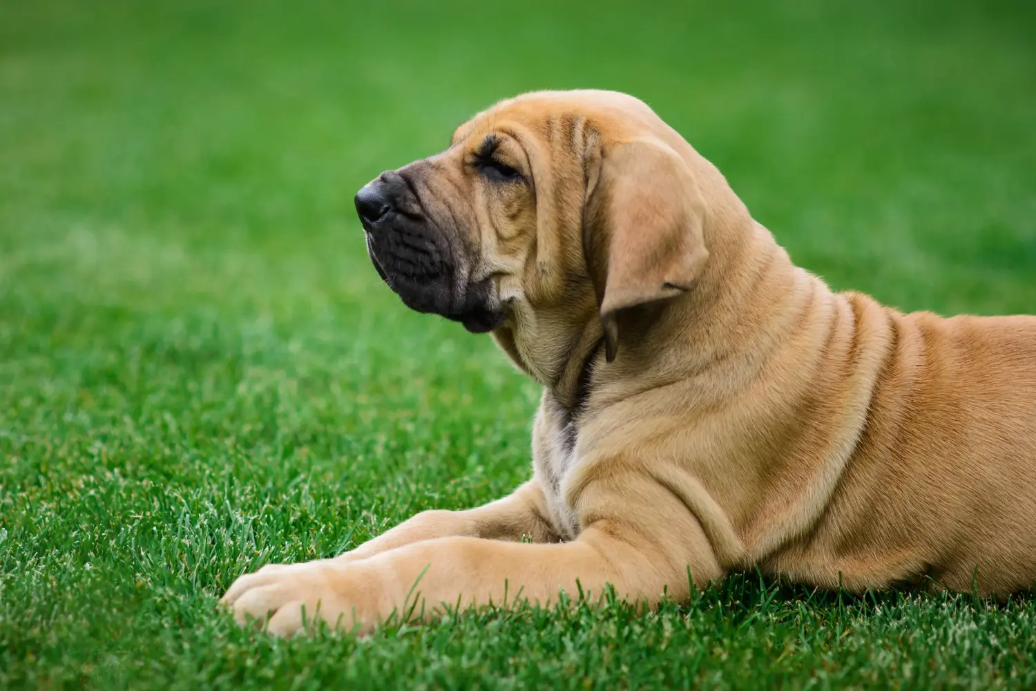 Cumpărarea unui cățel Fila Brasileiro înseamnă asumarea responsabilității! Cumpărați cățeluși Fila Brasileiro.
